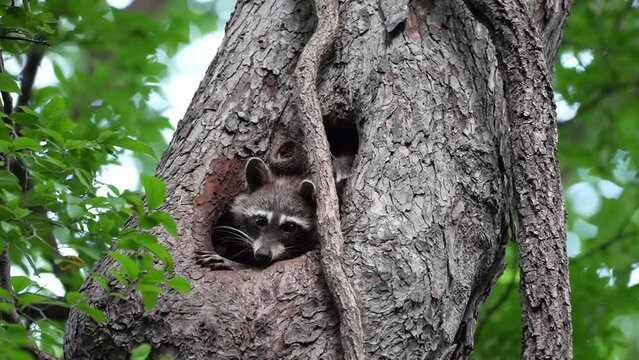 The mom raccoon guards the door for her two little raccoon babies