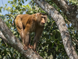 The Barbary macaque, Macaca fascicularis, is a species of monkey in the family Cercopithecidae.