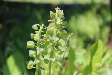 Seeding start grape hyacinth flowers