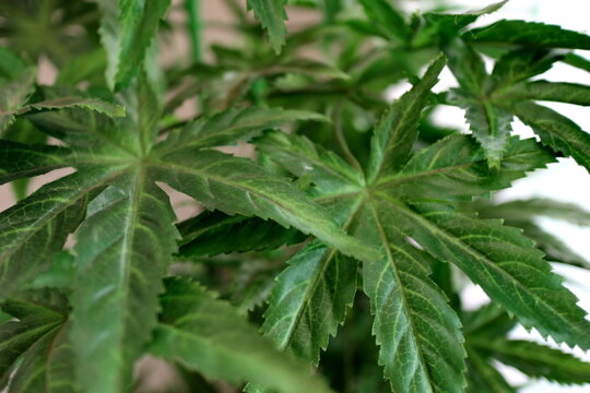 Marijuana leaves cannabis plants