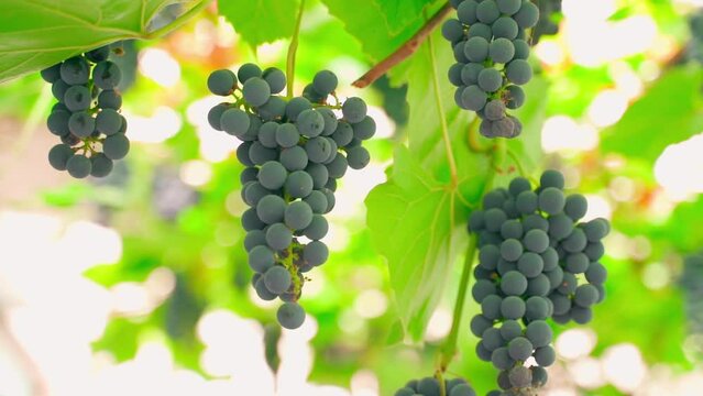 Fruitful grapes with clusters of blue grapes close-up, on a blurred background. Smooth camera movement