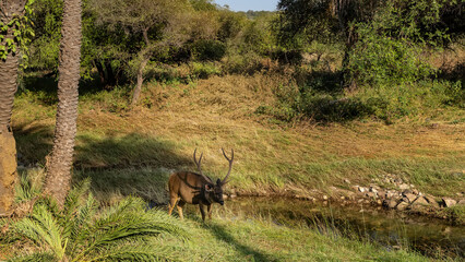 Obraz na płótnie Canvas A beautiful Indian deer, the sambar, Rusa unicolor with long horns, grazes on the green grass by the stream. Around - thickets of jungle, palm trees. India. Ranthambore National Park