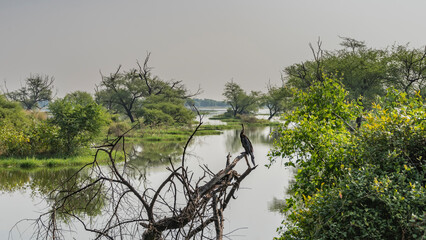 Green trees grow around the lake in a swampy area. In the foreground, a bird Anhinga melanogaster  Indian darter is sitting on a dry branch. A mirror image in the water. India. Keoladeo Bird Sanctuary