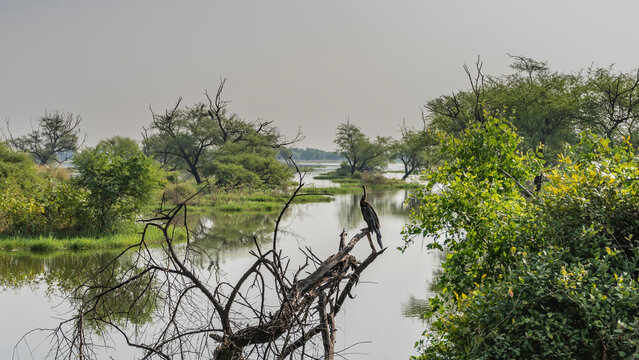 Green trees grow around the lake in a swampy area. In the foreground, a bird Anhinga melanogaster  Indian darter is sitting on a dry branch. A mirror image in the water. India. Keoladeo Bird Sanctuary