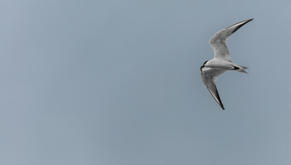 Obraz premium gull in flight