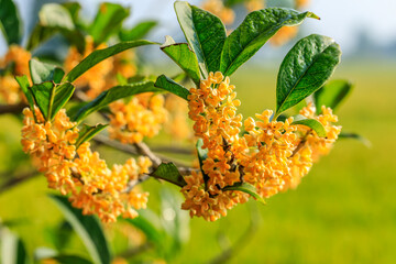 Obraz premium Beautiful osmanthus blooms on the osmanthus tree