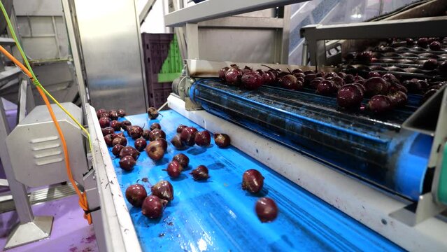 Vegetables moving from rollers to conveyor belts in factory, following shot