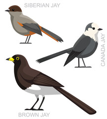Cute Bird Jay Canada Brown Siberian Set Cartoon Vector
