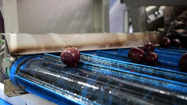 Beets on rollers and conveyor belt in food factory, close up shot