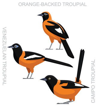 Cute Bird Latin Oriole Troupial Set Cartoon Vector
