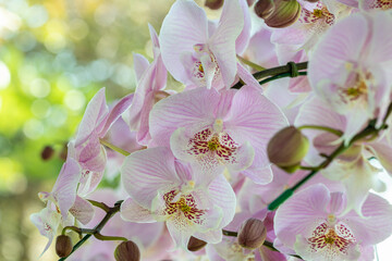 Obraz na płótnie Canvas Pink orchids, Phalaenopsis.