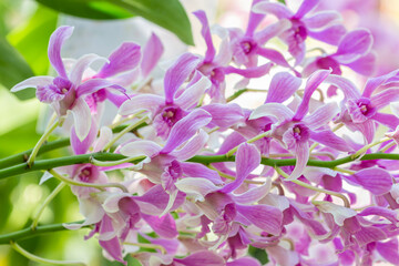 Beautiful purple orchids, Dendrobium.
