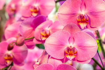 Bouquet of pink orchid, Phalaenopsis.
