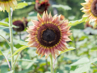 Naklejka premium 夏が来たと思わせてくれるヒマワリ