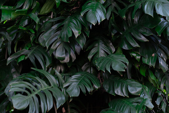 full of green leaves in the background concept, tropical leaves green abstract texture, nature background, © Photo Sesaon