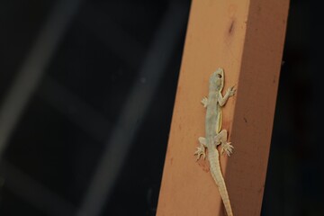 The common house gecko (Hemidactylus frenatus) is a gecko native to South and Southeast Asia. It is also known as the Asian house gecko, Pacific house gecko