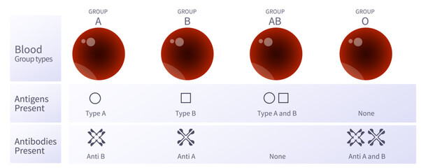 Red Blood cell group type. Antigens and antibodies compatibility. Can give blood to. Can receive from. Donor and recipient. Universal group and Blood group chart. Blood group table  