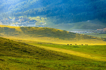 Fototapeta premium Beautiful grassland pasture natural scenery in Xinjiang, China.