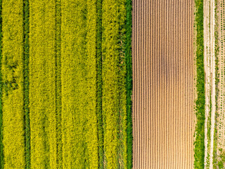Drone aerial view of yellow flowering rapeseed field. Yellow background of nature. Rural landscape.