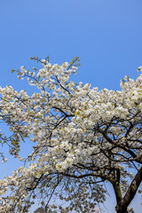 White cherry blossoms bloom in the spring season