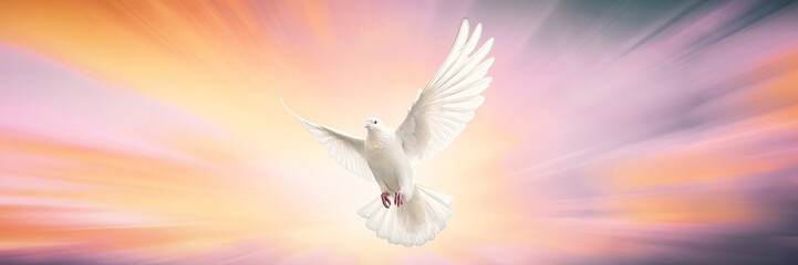 One White Dove freedom flying Wings on sunset wide sky background. symbol of International Day of Peace, Holy spirit of God in Christian religion heaven concept