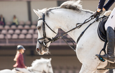 Horse Jumping, Equestrian Sports, Show Jumping themed photo. exit to the field. Horse head close-up