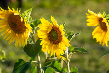 A group of sunflowers in the setting sun. Production of oil from seeds. Natural nutrition