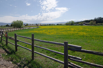 dandelions, field of Dandelions, grass field and Dandelions, fence in a field, summer, green, yellow, flowers, country field with Dandelions