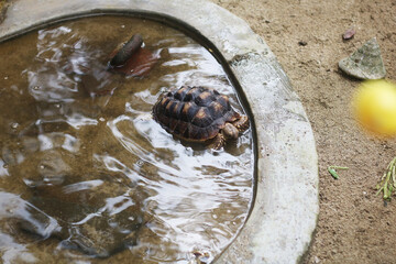 turtle in the water