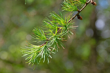 Common larch tree close up