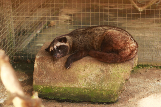 Civet or mongoose sleeping