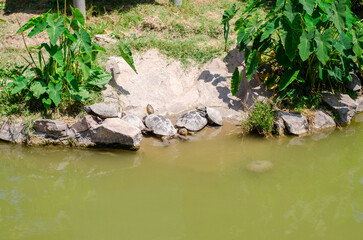 Fototapeta na wymiar Tortugas a la orilla del río