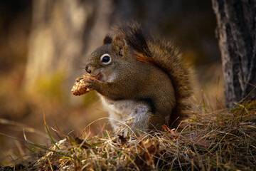 Red squirrel is eating a cone in dry grass in the forest.