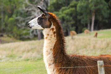 Llama in profile