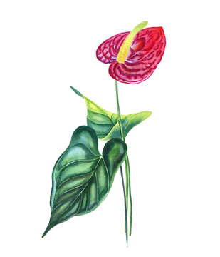 red anthurium flower watercolor painting clip art preview