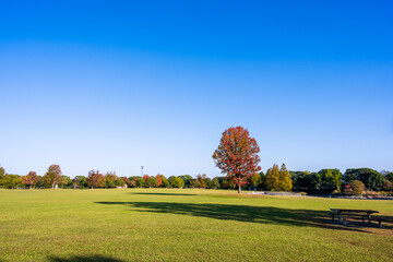 秋晴れ光芒を浴びている森林公園の紅葉風景
Autumn leaves scenery of the forest...