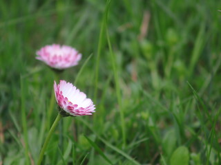 Pink daisies in the grass © Любовь Челюканова