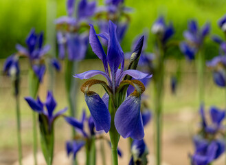 iris garden, bunches of purple flowers