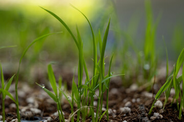 Fototapeta premium Sprouts of rice after rain, close-up