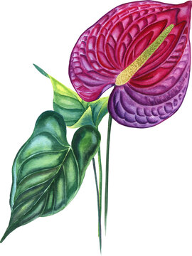watercolor anthurium flower with green leaves clip art preview