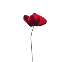 popie popie flower isolated red spring season