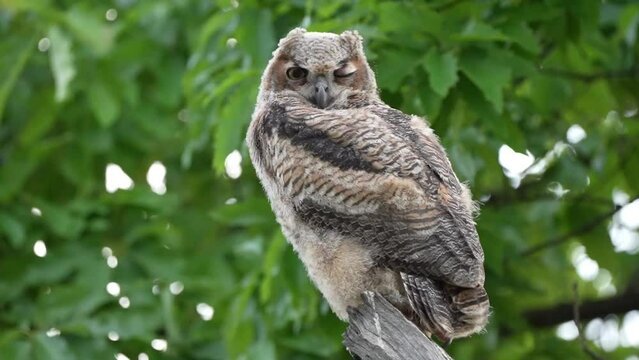 baby great horned owl standing on a pole looking at you