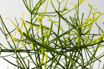 Euphorbia Tirucalli pencil cactus close-up view. selective focus