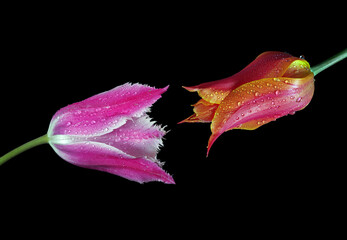 loving couple concept - man and woman, foreplay of love. Tulips in water drops isolated on black....