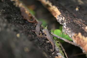 Newts on Decomposing Log