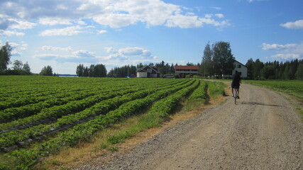 Fototapeta na wymiar man rides a dirt road with a field of strawberry bushes in the background. strawberry farmer's field, picking berries in Finland