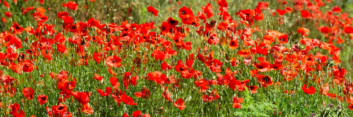 Obraz premium Champ de coquelicots