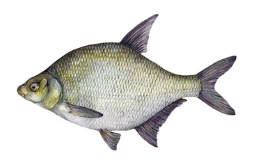 Watercolor common bream, freshwater bream, bronze bream or carp bream (Abramis brama). Hand drawn fish illustration isolated on white background.