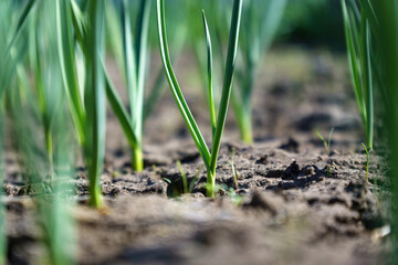 Young garlic growing in the garden. Rows of green shoots in spring. Selective focus