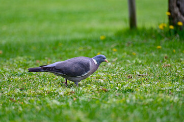 grey pigeon walking around on green grass